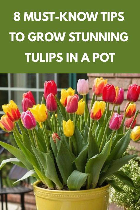 Discover the charm of growing tulips in a pot with our comprehensive guide. Learn how to easily cultivate these vibrant flowers at home, even without a garden. Elevate your space with pops of color and create a stunning display that will brighten up any room. Follow our step-by-step instructions on how to plant tulip bulbs in pots, providing them with the proper care and maintenance they need to bloom beautifully. Tulip Container Garden, Tulips In Containers, Tulips Indoors, Tulips In A Pot, How To Grow Tulips, Tulip Care, When To Plant Tulips, Planting Tulip Bulbs, Grow Tulips