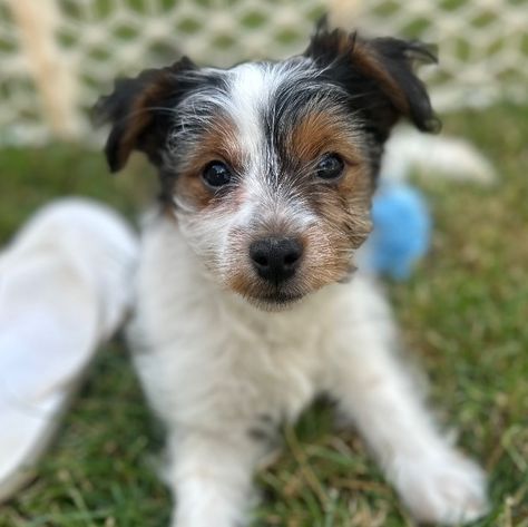 Yorkie Terrier Mix, Jack Russell Terrier Mix Dogs, Lhasa Apso Puppies, Heartworm Prevention, Tenterfield Terrier Puppy, Rat Terrier Mix, Jack Russell Terrier Mix, Terrier Mix Dogs, Jack Russel