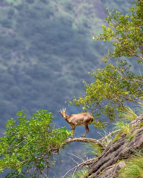 https://www.facebook.com/awpc.hk/photos/a.954436674996181/1051754498597731 Nilgiri Tahr, Award Event, Best Shots, Background Photos, Behind The Camera, Best Images, Tamil Nadu, Kerala, The Journey