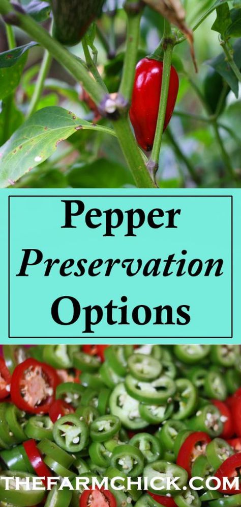 Preserving Chili Peppers, How To Preserve Peppers From Garden, What To Do With Hot Peppers From Garden, What To Do With Garden Peppers, What To Do With Peppers From The Garden, Preserving Jalapeno Peppers, What To Do With Jalapenos From Garden, What To Do With Peppers, Garden Salsa Peppers