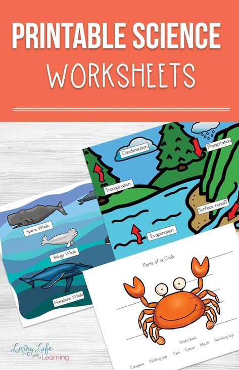 See this mega list of awesome printable Science worksheets and activities that your kids will love. It will also help them learn the material better. Learn all about bugs, the human body, plants, the solar system and more.  #science #biology #scienceworksheets #scienceactivities #homeschool Kindergarten Science Curriculum, Kindergarten Science Experiments, Science Fair Project Ideas, Fair Project Ideas, Kindergarten Science Activities, Earth Science Lessons, Elementary Science Activities, Homeschool Science Curriculum, Science Fair Project