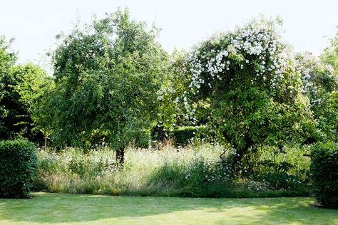 Country Garden Design Ideas for Farmhouse and Cottage gardens ... Apple Tree Garden Design, Old Apple Tree, Rambling Roses, Country Garden Design, Orchard Garden, English Country Garden, Planting Design, Wild Flower Meadow, South Downs