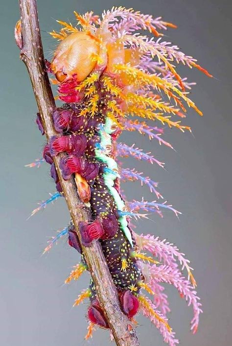 Cool Insects, Moth Caterpillar, Cool Bugs, Beautiful Bugs, Creepy Crawlies, Insect Art, Pretty Animals, Arte Inspo, Bugs And Insects