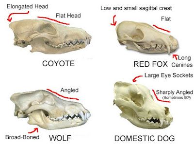 Southern SASquatch Expeditions: Identifying Skulls Fox Anatomy, Canine Skull, Coyote Skull, Fox Skull, Dog Skull, Skull Anatomy, Skull Reference, Wolf Skull, Dog Anatomy