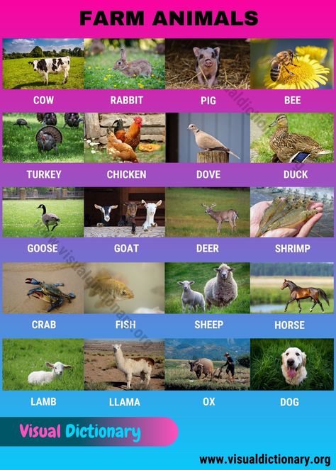 Farm Animals List Of Farm Animals, What Do We Get From Farm Animals, Domestic Animals Chart For Kids, Domestic Animals Chart, Animal Farm Summary, Animals Name In English, Animal Infographic, African Buffalo, Animal Classification