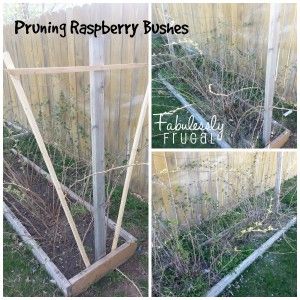 How To Take Care Of Raspberry Bushes, Raspberry Fence, Growing Raspberry Bushes, Pruning Raspberries, Raspberry Bushes, Raspberry Bush, Growing Raspberries, Raspberry Plants, Berry Patch