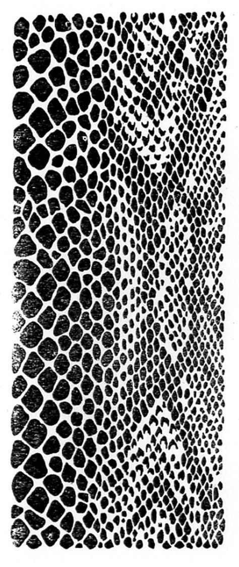 Lizard Scales Texture, Animal Texture Pattern, Fish Skin Pattern, Snake Fashion Design, Snake Skin Drawing, Snake Skin Tattoo, Snake Scales Pattern, Animal Inspired Fashion, Fish Skin Texture