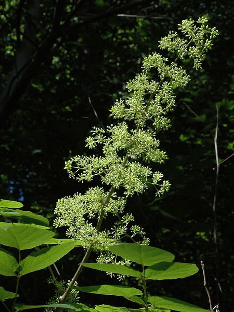 Aralia racemosa Aralia Racemosa, Container Gardening Shade, Prairie Nursery, Big Leaf Plants, Winter Garden Florida, Woodland Plants, Woodland Flowers, Small Shrubs, Zone 5