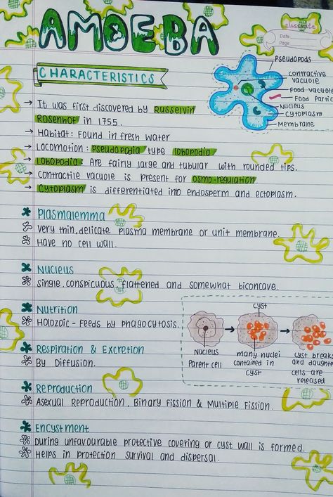 Nutrition In Amoeba Notes, Microorganisms Notes Class 8, Asthetic Notes Biology, Phylum Cnidaria Notes, Class 9 Science Notes Biology, Microorganisms Notes, Notes For Biology, Bio Notes, Neet Notes