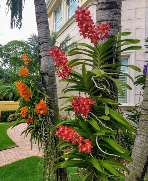 Hanging Orchid, Tropical Backyard Landscaping, Tropical Flower Plants, Small Garden Landscape, Vanda Orchids, Tropical Backyard, Bamboo Garden, Orchids Garden, Best Indoor Plants