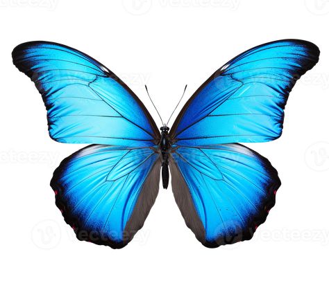 Butterfly Transparent Background, Blue Butterfly Png, Nails Butterfly, Tropical Vacation Nails, Png Butterfly, Butterfly Png, Nails Green, Vacation Nails, Tropical Vacation