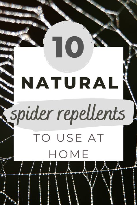 Effective natural ways to repel spiders and to keep them out of your home. Check out these natural spider deterrent tips and remedies to keep your house spider-free! How To Get Rid Of Spiders, How To Keep Spiders Out Of Your House, Spider Deterrent, Natural Spider Repellent, Natural Spider Repellant, Spider Repellent, How To Make Spiders, Home Remedies For Spiders, Spiders Repellent