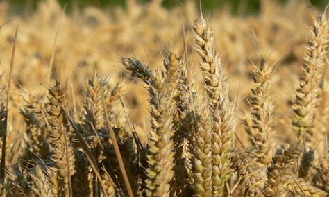 Wheat Vs Barley: What's The Difference? - Epic Gardening Barley Plant, Growing Wheat, Barley Seeds, The Last Leaf, Powdery Mildew, Wheat Grass, Fall Plants, Mulch, Barley