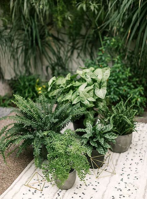 Plant Wedding Aesthetic, Wedding With House Plants, Plants At Wedding Receptions, Houseplant Wedding Centerpieces, Live Plant Wedding Decor, Live Plants Wedding Decor, Houseplant Centerpiece Wedding, Houseplant Wedding Decor, Tropical Plant Wedding