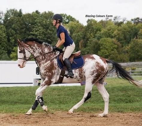 Horse Markings, Horse Coat Colors, Warmblood Horses, Rare Horses, Show Jumping Horses, Magical Horses, Pinto Horse, Beautiful Horse Pictures, Eventing Horses