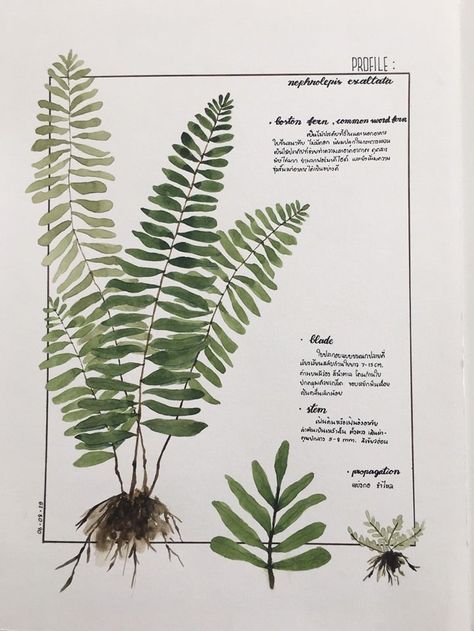 Fern Plant Drawing, Boston Fern Tattoo, How To Draw Ferns, Herbarium Ideas, Ferns Drawing, Sketches Notebook, Fern Drawing, Fern Painting, Fern Illustration