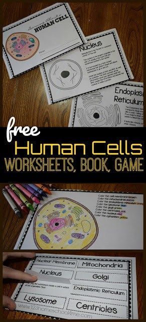 FREE Human Cells printables - cells science reader, human body worksheets, human cell game, science project for kindergarten, first grade, 2nd grade, 3rd grade, 4th grade, 5th grade, 6th grade 6th Grade Science Projects, Project For Kindergarten, Cells Science, Human Cell, Human Body Worksheets, Science Cells, Cells Worksheet, Human Body Science, Human Cells