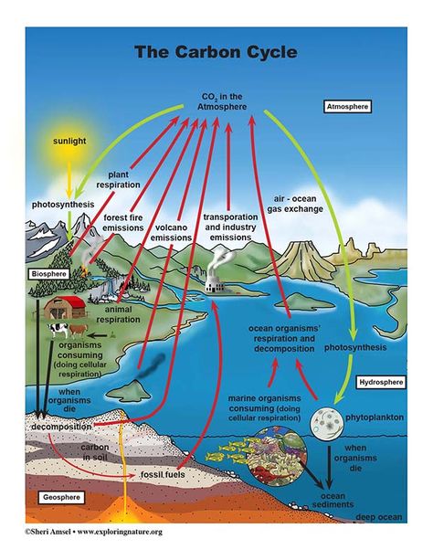 Carbon Cycle - Reading and Diagrams The Carbon Cycle, Geography Vocabulary, Earth Cycles, Photosynthesis And Cellular Respiration, Performance Tasks, Carbon Cycle, Classroom Charts, Cellular Respiration, Eco System