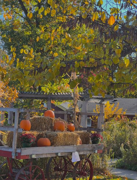 #fall #autumn #aesthetic #autumncolors #pumpkin #pumpkinpatch #orange #green #fallleaves Light Green And Orange Aesthetic, Green Autumn Aesthetic, Green Fall Aesthetic, Green And Orange Aesthetic, Orange And Green Aesthetic, Fall Aesthetic Green, Og Aesthetic, Aesthetic Polaroids, Fall Homescreen