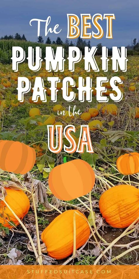 Plan a fall travel adventure to one of these great pumpkin patches around the US. Did your favorite pumpkin farm make the list? There's more than just pumpkins - they also have corn mazes, petting zoos, and lots of fall food at these awesome pumpkin patch farms! Pumpkin Patch Business, Pumpkin Patch Activities, The Great Pumpkin Patch, Pumpkin Patch Farm, Peter Pumpkin, Best Pumpkin Patches, Christmas Tree Forest, Family Projects, Great Pumpkin