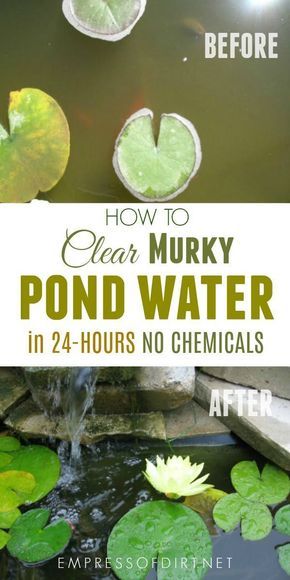 Murky Water, Ponds For Small Gardens, Pond Cleaning, Goldfish Pond, Garden Ponds, Pond Maintenance, Garden Pond Design, Outdoor Ponds, Diy Pond