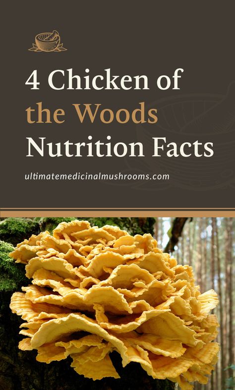 Not only does Chicken of the Woods taste delectable but did you know it's also packed with nutrients and vitamins? Read on to find out why this mushroom is a great vegan alternative to chicken meat.| Discover more about medicinal mushrooms at ultimatemedicinalmushrooms.com #chickenofthewoodsbenefit #chickenofthewoodsrecipe #chickenofthewoodshowtocook #medicinalmushrooms #wildmushrooms Chicken Of The Woods Benefits, Chicken Of The Woods Mushroom Recipes, Chicken Of The Woods Recipe, Chanterelle Recipes, Foraging Mushrooms, Easy Dinner Dishes, Benefits Of Chicken, Wild Mushroom Recipes, Edible Wild Mushrooms