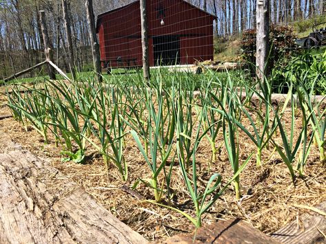 12 Uses for Old Hay Hay Bale Gardening, Hay Farm, Bales Of Hay, Grass Hay, Gardens Backyard, Gardening Tricks, Hobby Farming, Food For Health, Summer Storm