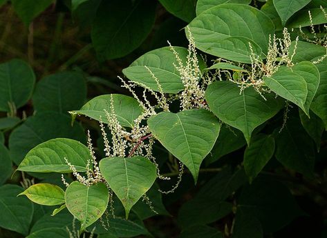 Tips on Japanese knotweed - Japanese Knotweed (Fallopia japonica, Reynoutria japonica) Japanese Knotweed Benefits, Japanese Toad Lily, Ipomoea Quamoclit, Jasminum Officinale, Japanese Knotweed, Cercidiphyllum Japonicum, Marsh Marigold, Plot Of Land, Tree Identification