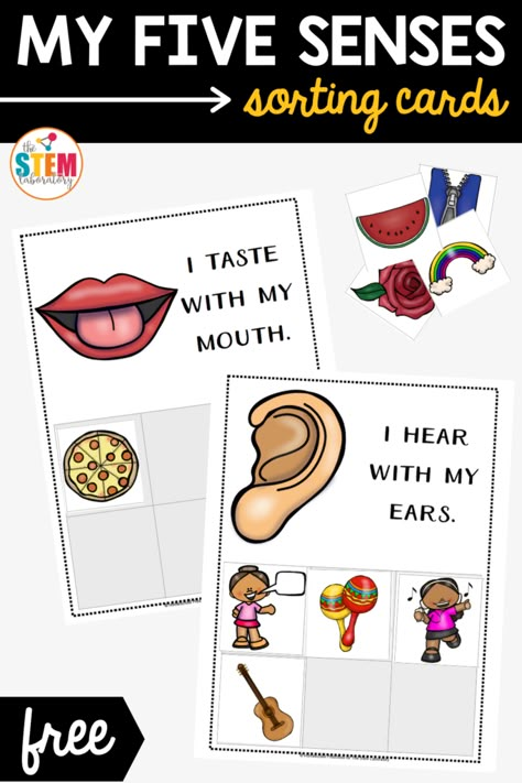 My Five Senses Sorting Cards - The Stem Laboratory Five Senses Cards Free Printable, 5 Senses Sorting Activity Free, Free 5 Senses Printables, 5 Senses Circle Time Activities, Preschool Five Senses Theme, 5 Senses Sorting Activity, 5 Senses Centers Preschool, Five Senses Sorting Free Printable, My Five Senses Activities Free Printable