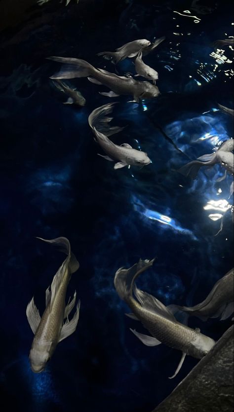 Koi Fish Pond Wallpaper, Dark Core Aesthetics, Wallpaper Iphone Ocean, Dark Ocean Wallpaper, Undersea Wallpaper, Blue Fish Wallpaper, Deep Sea Wallpaper, Dark Blue Wallpaper Aesthetic, Aquarium Wallpaper