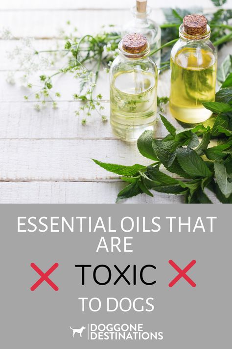 Most essential oils are completely harmless to pets, and some can actually be beneficial to their health. Now for the bad news.  There are a select few common essential oils that can be toxic to dogs.  If you’re already a user of essential oils or thinking about picking them up, knowing which oils are safe to use, and the ones that are harmful to your pets, could save you a trip to the vet and preserve their health. Check them out here! Essential Oils To Avoid With Dogs, Essential Oils That Are Bad For Dogs, What Essential Oils Are Bad For Dogs, Essential Oils Bad For Dogs, Essential Oils Harmful To Dogs, Toxic Essential Oils For Dogs, Essential Oils Toxic To Dogs, Pet Safe Essential Oils, Dog Calming Essential Oils