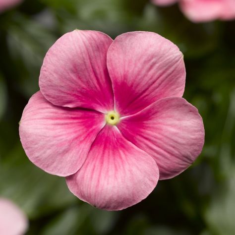 Vinca_Cora_Cascade_Shell_Pink_Vinca_BH_VINSP_01 Trailing Vinca, Vinca Flowers, Ombre Flowers, Perennial Vegetables, Plant Tags, Pink Plant, Trailing Plants, Shell Pink, Herbs Indoors