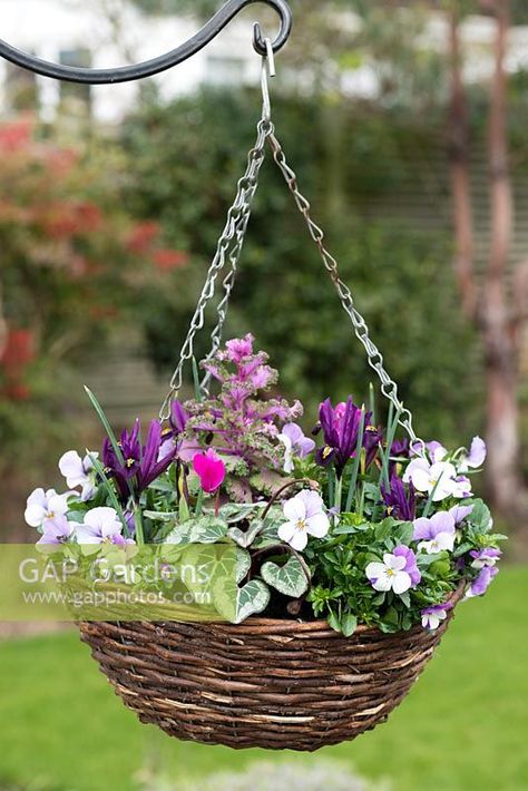 A winter hanging basket planted with Viola cornuta 'Sorbet Pink Wing', Iris reticulata 'J.S. Dijt', autumn cyclamen and ornamental cabbage. Winter Hanging Basket Ideas, Autumn Winter Hanging Baskets Uk, Autumn Hanging Baskets Uk, Deck Hanging Plants, Winter Hanging Baskets, Iris Reticulata, Winter Container Gardening, Ornamental Cabbage, Planting Combinations