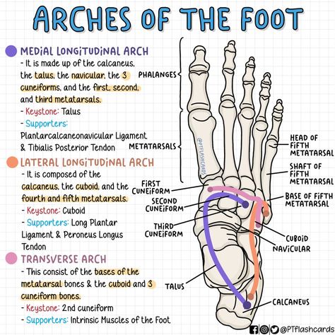 (1) PT flashcards på X: «ARCHES OF THE FOOT ✨ Reference: Tortora, Gerard J., and Bryan Derrickson. Principles of Anatomy and Physiology. 12th ed, John Wiley & Sons, 2010. #Anatomy #PhysicalTherapy #PTknows #PTstudygram #MedicalFacts #Studygram #PTreviews #Medicine #medstudent https://t.co/94W9AK2zsR» / X Anatomy Flashcards, Physical Therapy School, Radiology Student, Physical Therapy Student, Study Printables, College Apps, Nursing School Essential, Pta School, Doctor Of Physical Therapy