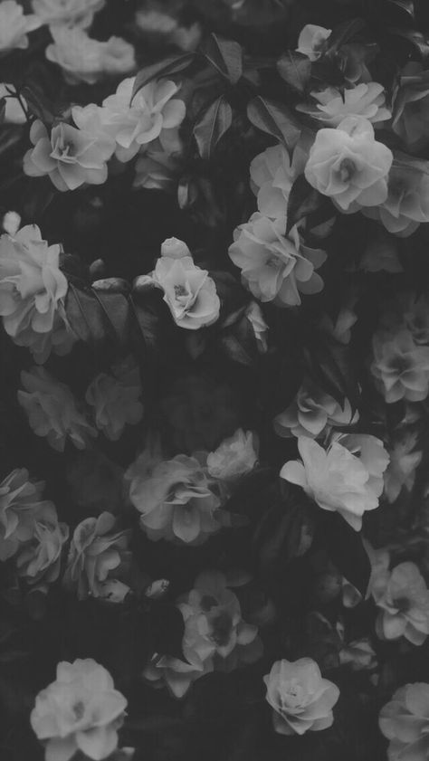 Black Academia Wallpaper, Black Floral Wallpaper Iphone, Grey Flowers Aesthetic, Black And White Flowers Aesthetic, Black Bg Aesthetic, Grey Flower Wallpaper, Black And White Flower Wallpaper, Dark Coquette Wallpaper, Booktok Wallpaper