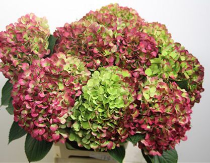 Florissimo - Flowers for weddings and events in Shropshire. HYDRANGEA, MAY-NOV. From Florissimo Flower Directory at https://uk.pinterest.com/ByFlorissimo/flower-directory/ | Blue, white, pink, green and pink-green Fuschia Hydrangea, Berry White Hydrangea, Pink Hydrangea Wedding, Hydrangea Orange, Fairytrail Bride Hydrangea, Dark Pink Hydrangea, Hydrangea Green, Red Hydrangea, 10 October