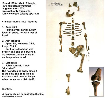 The Lucy Skeleton - Australopithecine Lucy Skeleton, Archaeology, Fossil, Anatomy, Skeleton, Tattoo Ideas