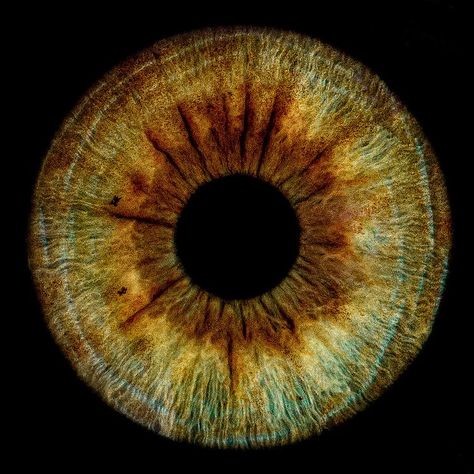 Iris Eye, Hazel Color, Hazel Green, Eye Close Up, Adorable Homes Game, Art Gallery Wallpaper, Human Eye, Hazel Eyes, Irises