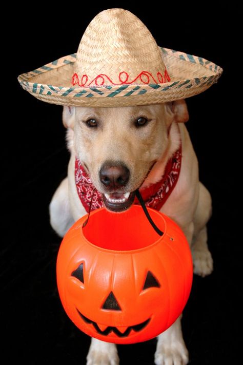 Creative Halloween Ideas Ideas For Puppies, Halloween Themed Activities, Halloween Safety, Puppies Cute, Pet Vacuum, Halloween Traditions, Dog Feeder, Halloween Vibes, Bird Dogs