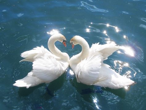 Arte Inspo, Swans, Nature Aesthetic, Blue Aesthetic, 귀여운 동물, Aesthetic Photo, Picture Wall, Pretty Pictures, Aesthetic Pictures