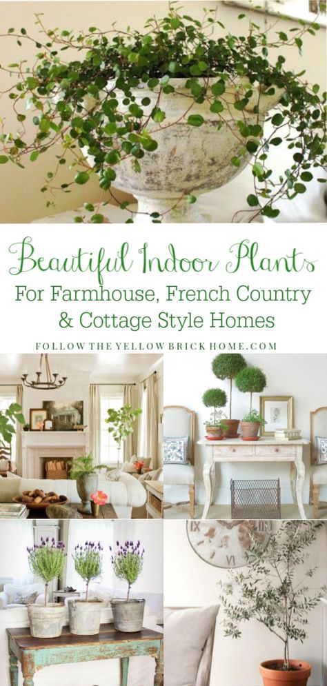 The best indoor plants for farmhouse, French country and cottage style homes Farmhouse house plants French Country House plants Homes Farmhouse, Indoor House Plants, Farmhouse French Country, French Country Kitchens, Farmhouse Remodel, Country Cottage Style, Cottage Style Homes, French Country Farmhouse, Best Indoor Plants