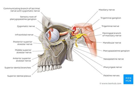 Overview of the maxillary nerve - lateral-left view - Paul Kim 12 Cranial Nerves, Maxillary Nerve, Trigeminal Nerve, Nerve Anatomy, Cranial Nerves Mnemonic, Paul Kim, Ob Nursing, Pharmacology Nursing, Nursing School Graduation