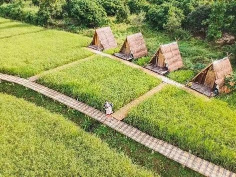 Rice Farm, Rice Farming, Sidewalk Landscaping, Resort Design Plan, Forest Resort, Farming Technology, Thai Rice, Bamboo House Design, Outdoor Barbeque