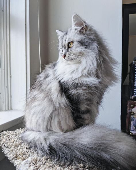 Grey Long Haired Cat, Grey Siberian Cat, Grey Mainecoon Cat, Angora Cat White, Light Grey Cat, Long Haired Cat, Angora Cat, Long Hair Cat, Chise Hatori