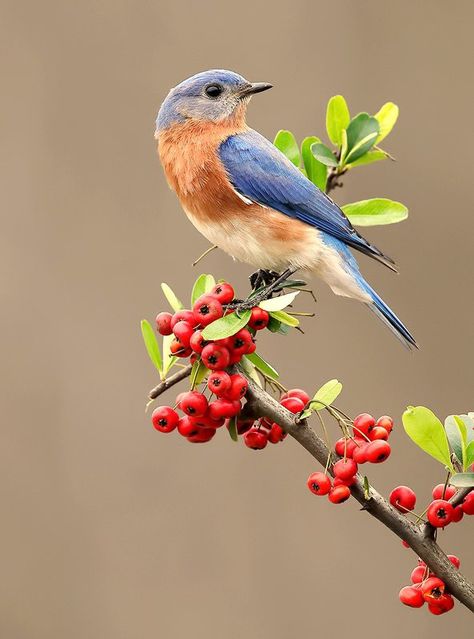 Eastern Bluebird, Spring Animals, Wild Animals Pictures, Wallpaper Nature Flowers, Bird Artwork, Desenho Tattoo, Beautiful Flowers Wallpapers, Backyard Birds, Bird Pictures