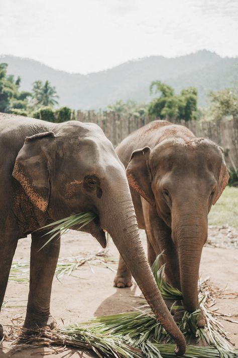 *ELEPHANT SANCTUARY* - Aspire To Inspire Elephant Sanctuary Thailand, Elephant Artwork, Thai Elephant, Thailand Elephants, Elephant Sanctuary, Adventure Design, Cultural Identity, Wear Sunscreen, Instagram Worthy