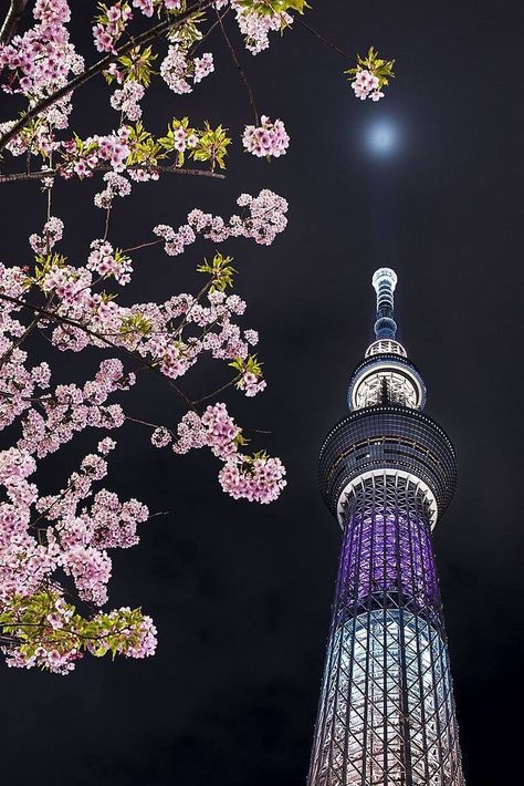 Sky Tree Tokyo, Tokyo Scenery, Tokyo Sky Tree, Tokyo Sky, Tokyo Tour, All About Japan, Japan Landscape, Tokyo Skytree, Sky Tree