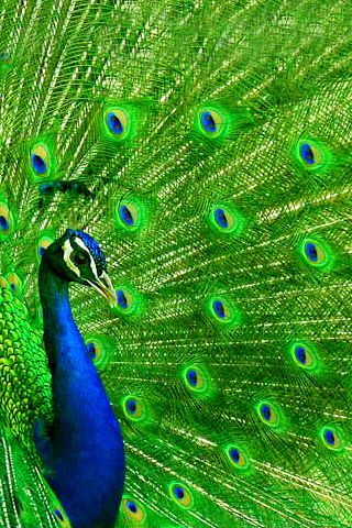 Exquisite.. Peacock Colors, Peacock Bird, Peacock Feathers, Pretty Birds, Colorful Birds, Peacock Blue, Animal Wallpaper, Beautiful Creatures, Nature Beauty