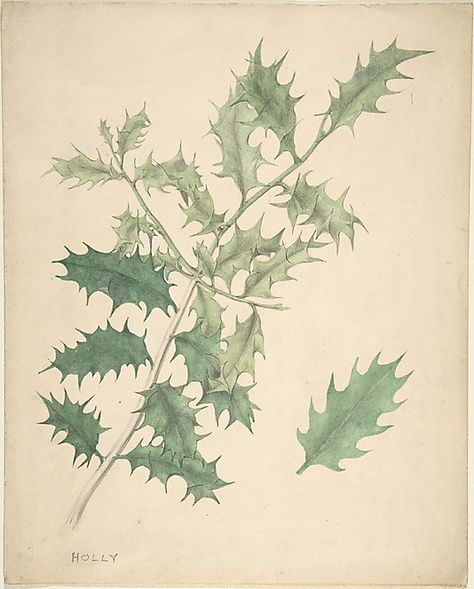 Holly Leaves, Anonymous, British, 19th century Copyright Free Images, Leaves Illustration, Holly Leaves, Holly Leaf, Project Bag, Historical Maps, British Artist, Vintage Wall Art, Metropolitan Museum Of Art