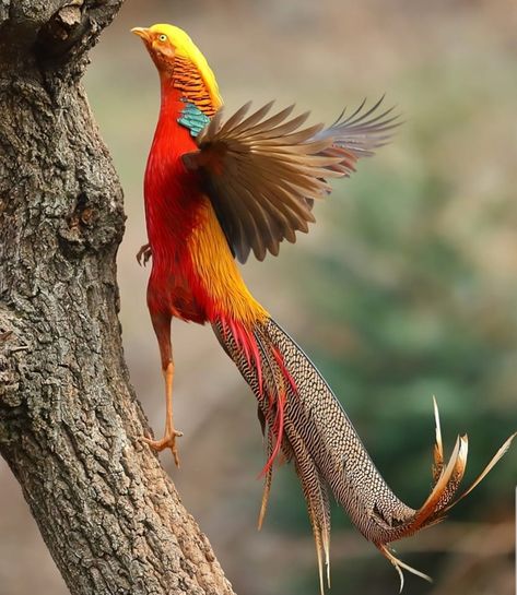 Golden Pheasant (Chrysolophus pictus) in China by Jxjinjin. Birds Cute, Golden Pheasant, Amazing Animal Pictures, Wild Animals Pictures, Guinea Fowl, Turkey Chicken, Most Beautiful Birds, Birds Nature, Kinds Of Birds